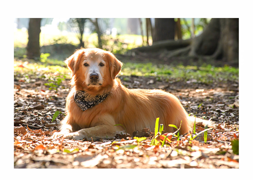 Supporting a Dog with Doggy Dementia