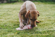 Are raw meaty bones the answer to your dog’s health issues?