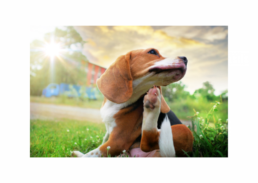 NATURAL FLEA TREATMENTS