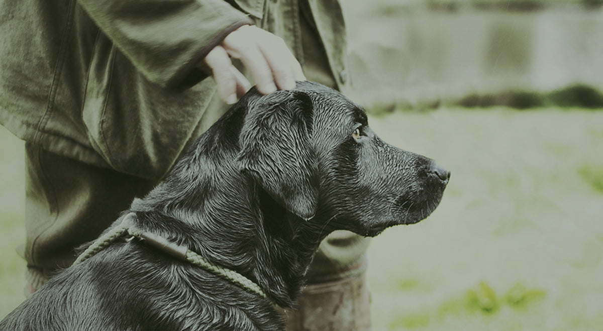 Pure, Raw Dog Food