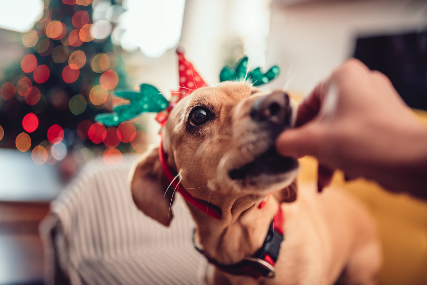 Canine Christmas Dinners - What’s safe from your plate and what’s not!