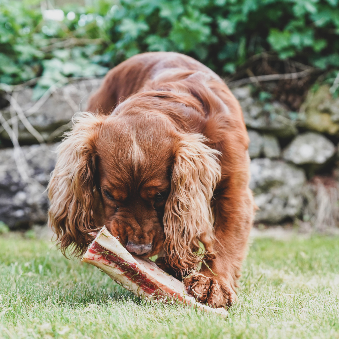 Which raw bones are best for my dog?
