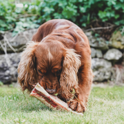 Which raw bones are best for my dog?