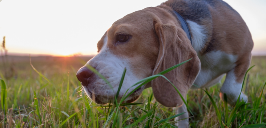 Why dogs eat grass - and is it safe?