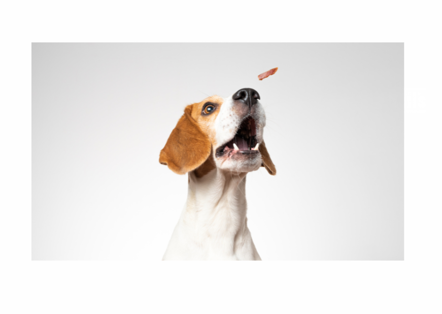 TREATS TO COMPLEMENT A RAW DIET
