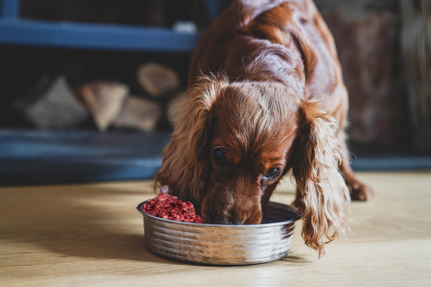 Does your dog gulp their food? Why this could be a good thing!