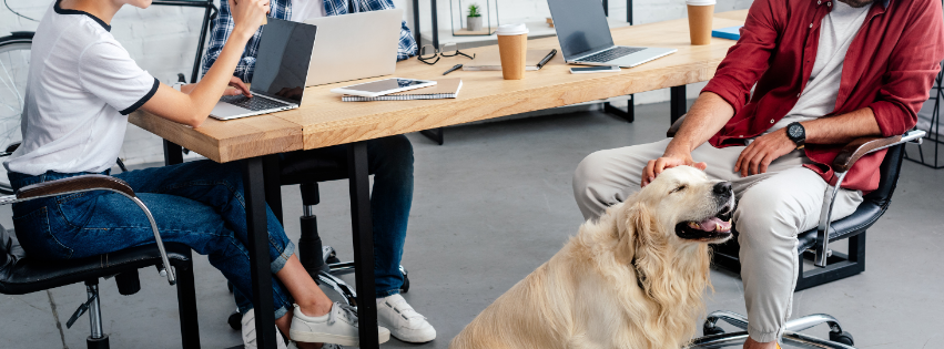 Take Your Pet to Work Week – A Dog’s Dream, A Human’s Delight