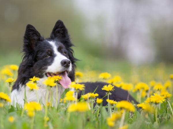 Spring Adventures with Your Dog: A Guide to Enjoying the Outdoors and the Flowers You’ll See