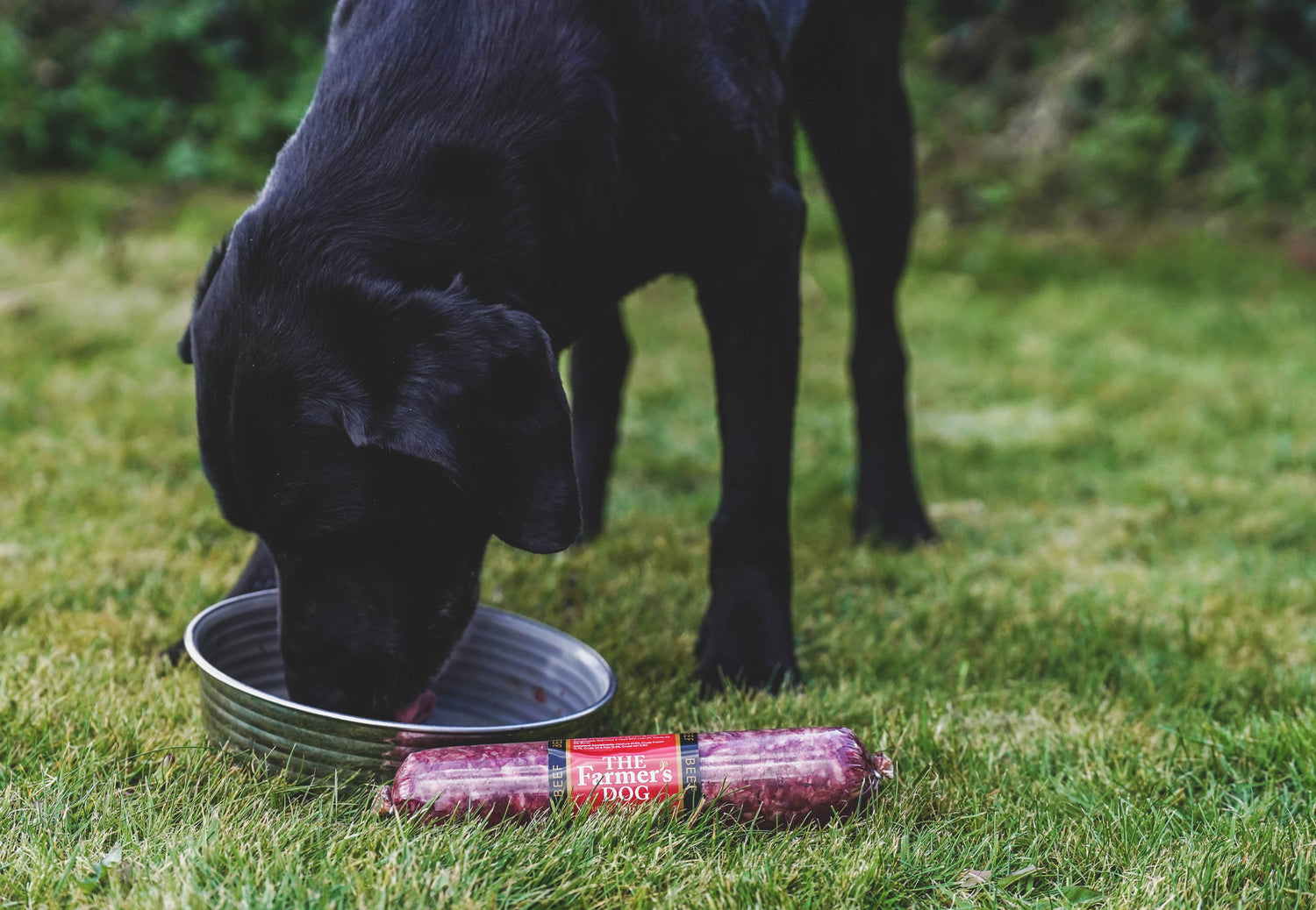 Why choose Grass-Fed raw dog food?