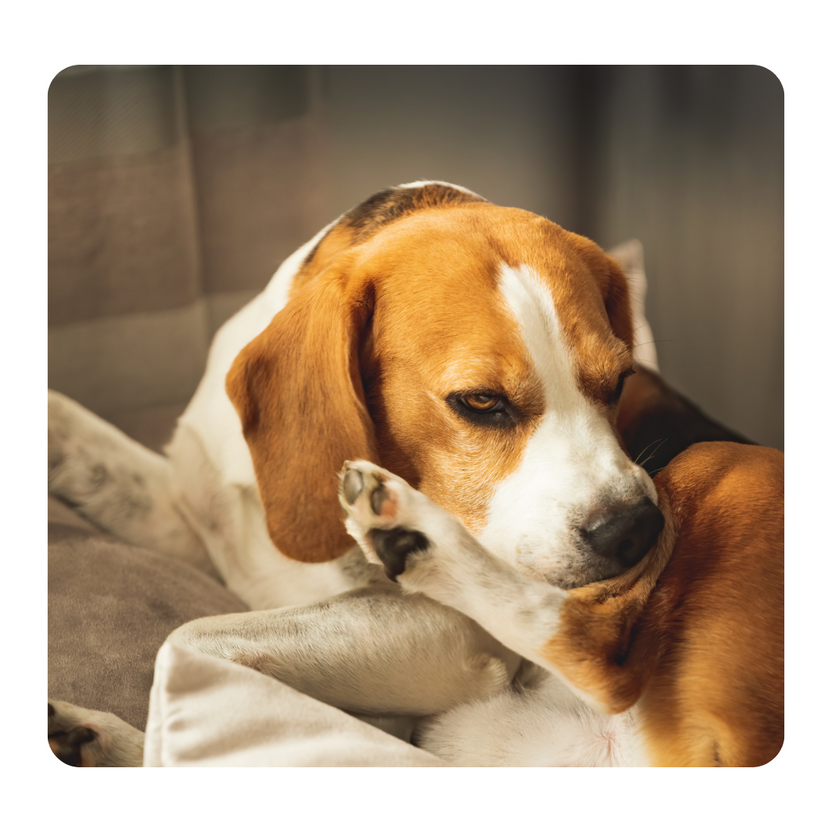 Topical canine itchy skin treatments that really work! The Farmer's