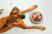 Optimising Your Dog's Diet: How Much To Feed a Day