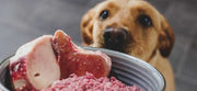 Why Protein is Essential for Dogs