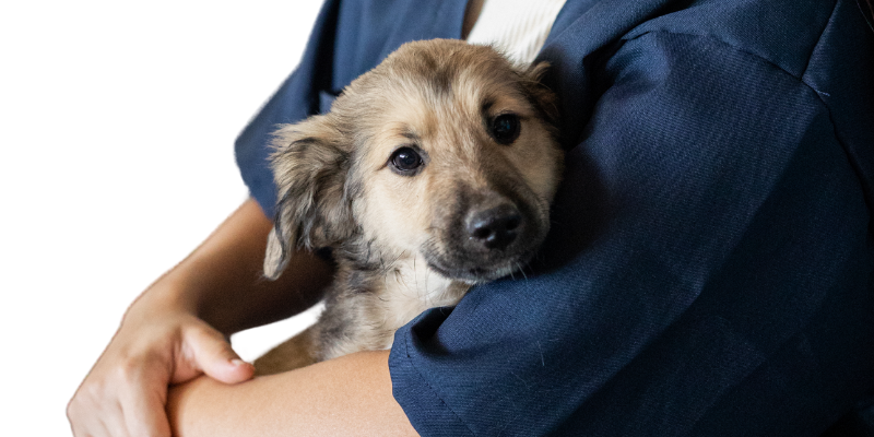 World Veterinary Day: A Focus on Holistic Care and Raw Feeding for Dogs