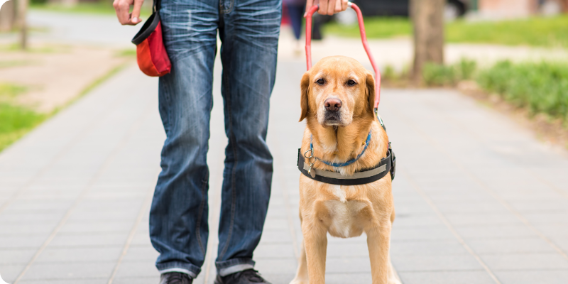 Honouring Working Guide Dogs on Their Special Day