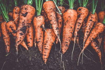 Does my dog need fruits or vegetables?
