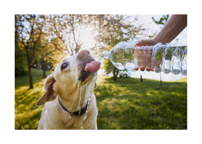💦 How to keep your Bestie hydrated in the warmer weather 💦