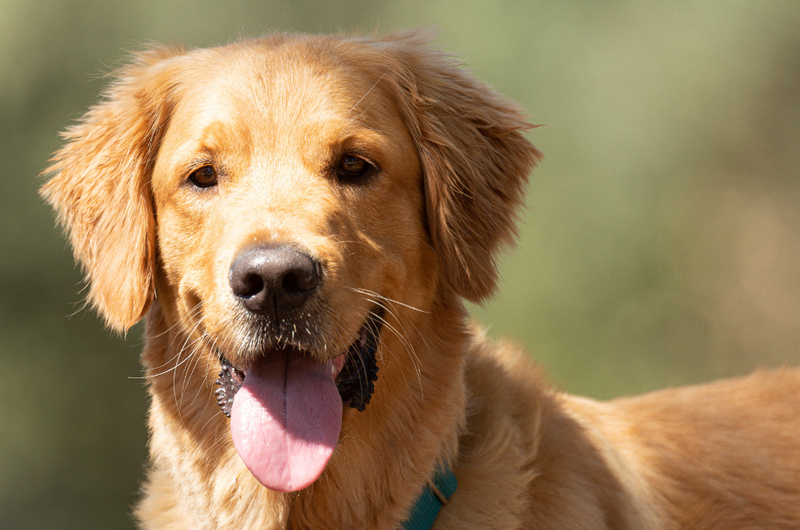 The number one food your dog should be eating!