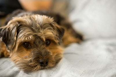 Helping a dog with a Sensitive Stomach