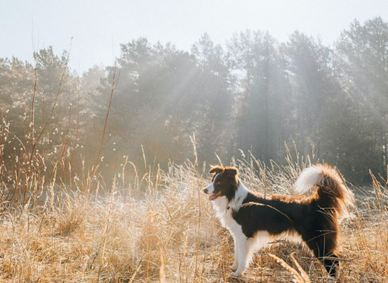 Dog field cropped.png__PID:1d2b2d2f-ad8f-4311-b7a8-07ceb47f8d12