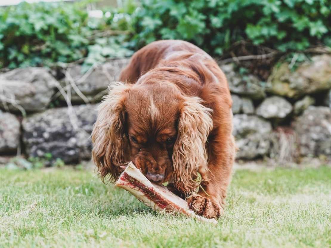 Farm store dog raw