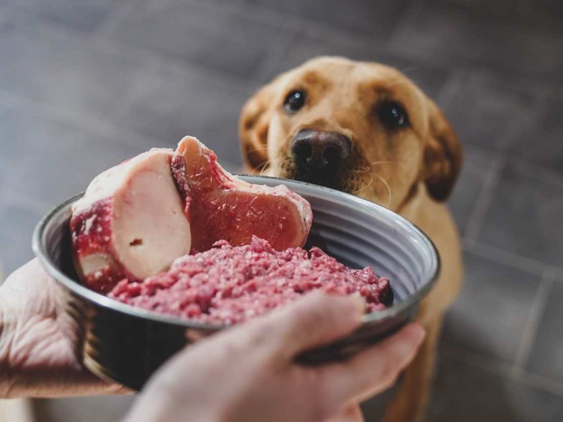 Feeding your shop dog raw food