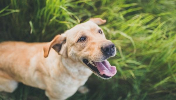 The Farmer's Dog | Raw Dog Food | Natural and Essential – The Farmer's