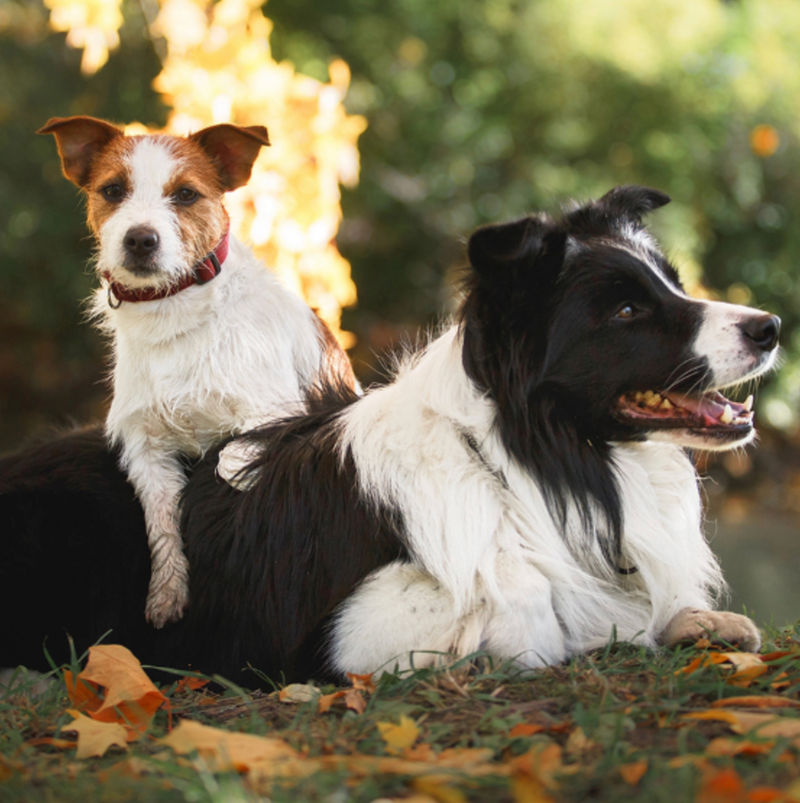 Happy dogs all eat at the Farmers Dog